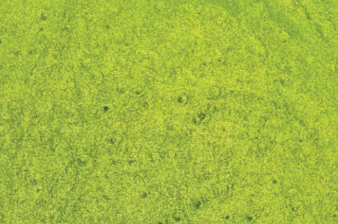 Lime Green swatch